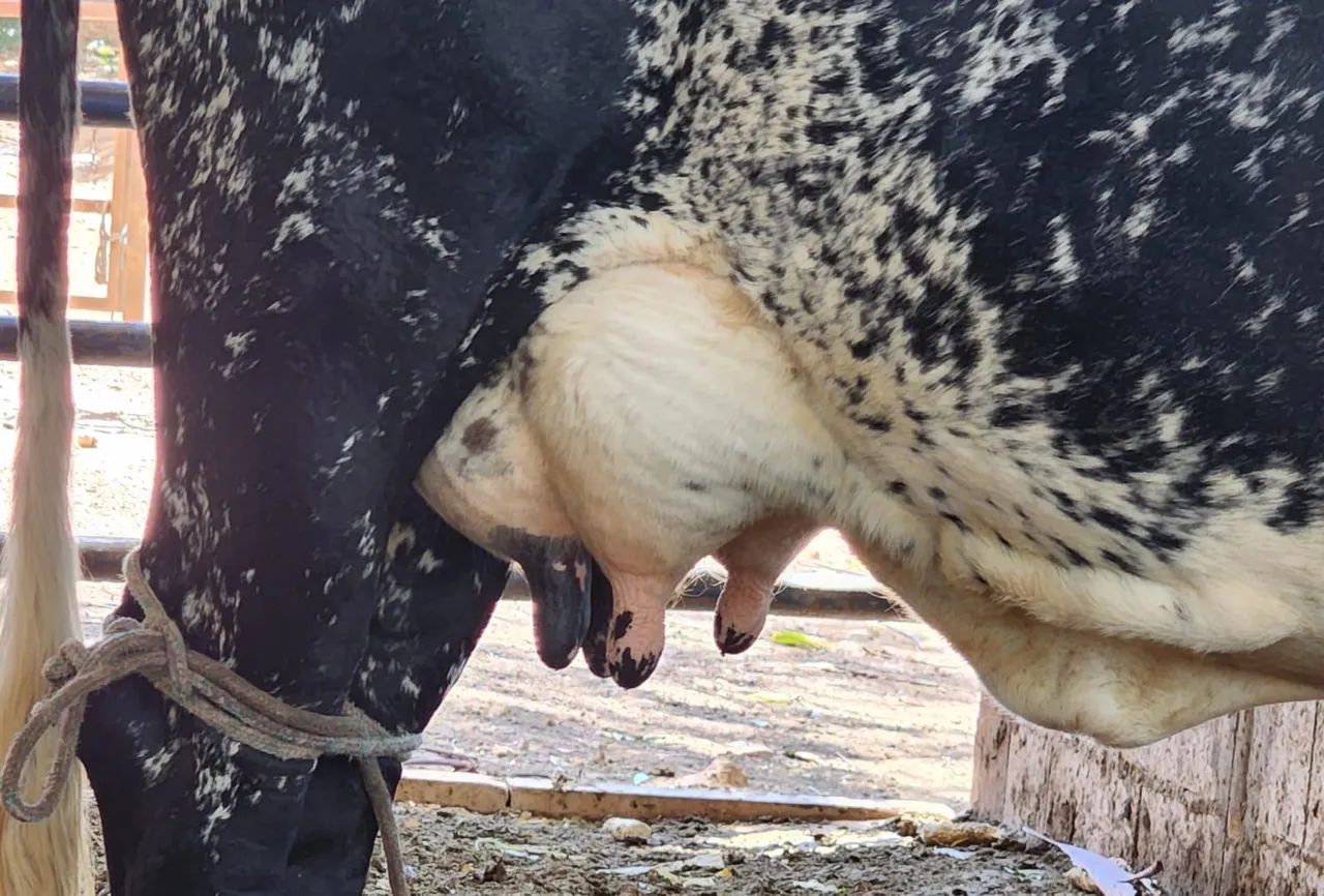 Vaca girolanda  - Foto 4