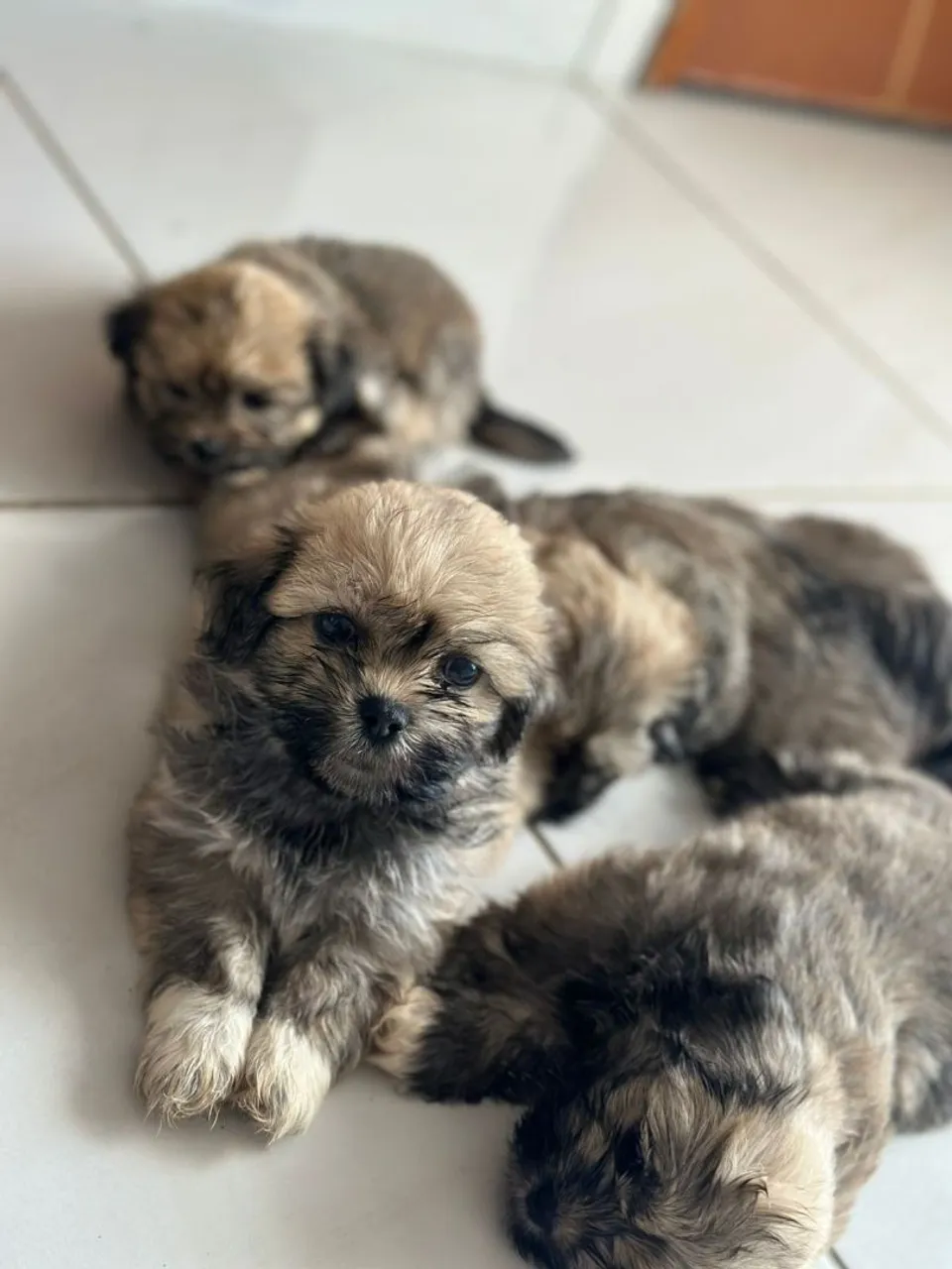 Filhotes de Shih Tzu disponíveis para venda