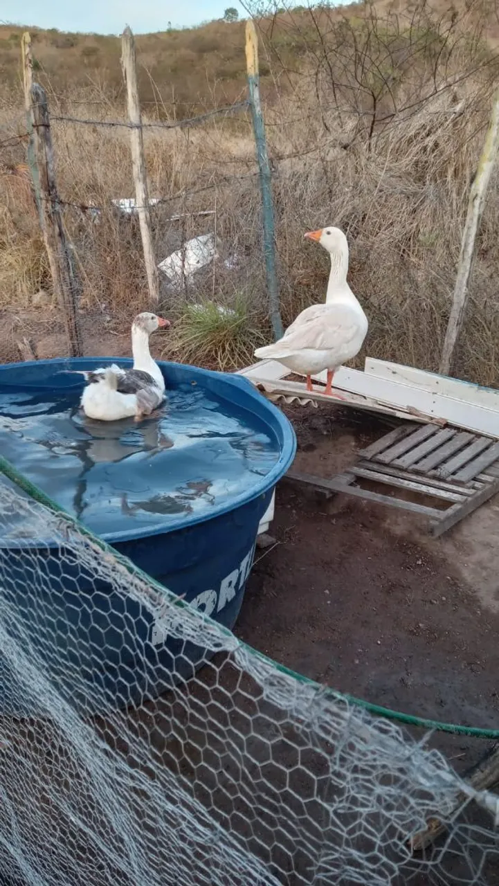 Vendo casal de ganso