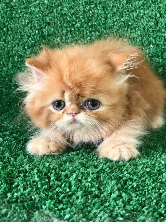 Gatinho persa lindo e dócil - Foto 6