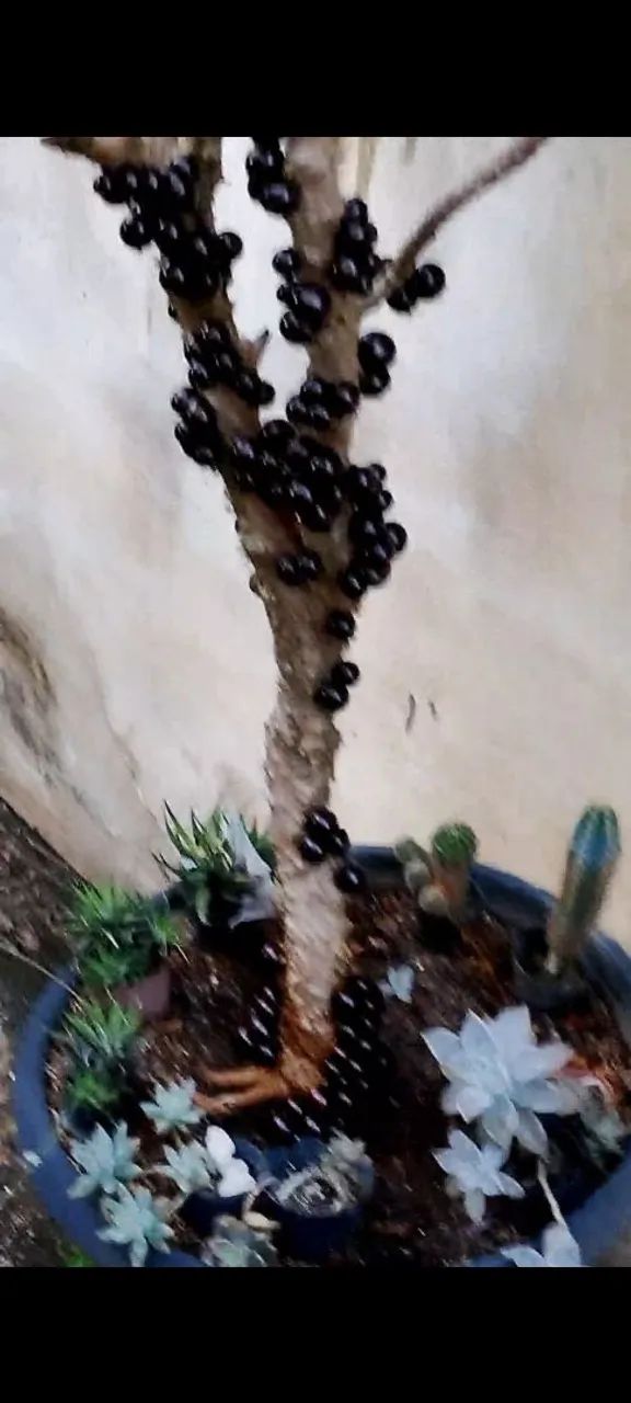 Jaboticabeira - Foto 2