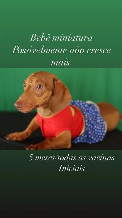 Dachschund femea 5 meses não cresce mais !!!