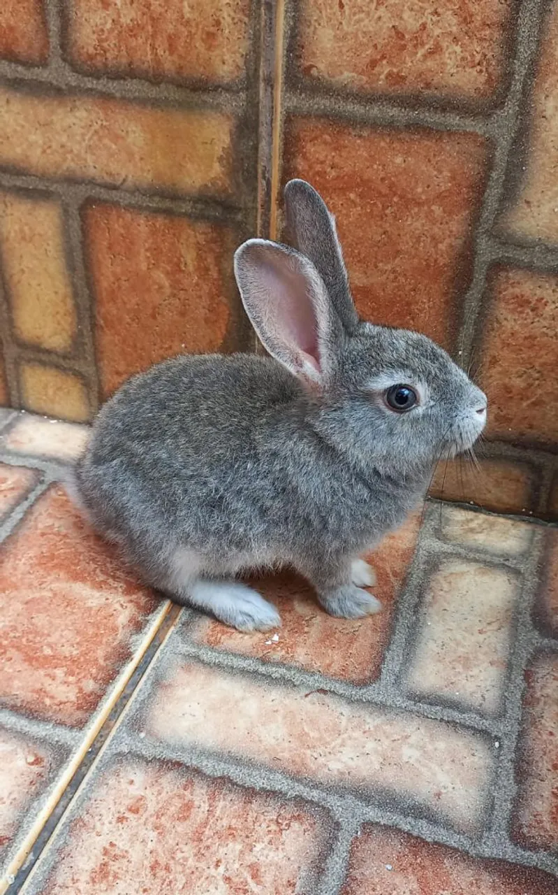 Coelhinho mini cinza