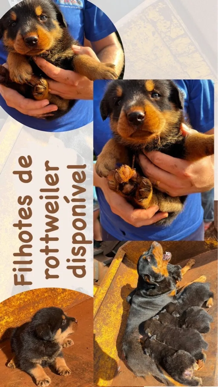 Filhotes de Rottweiler disponíveis!