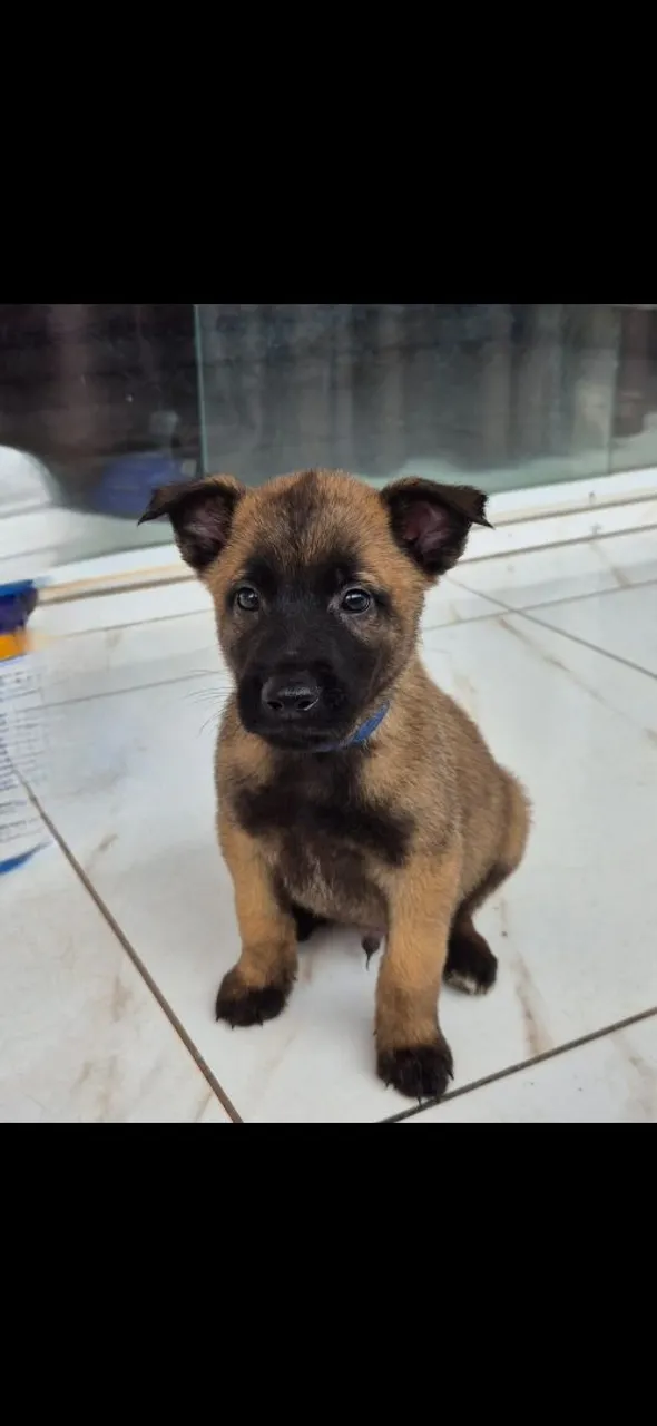 Filhote de Pastor Belga Malinois