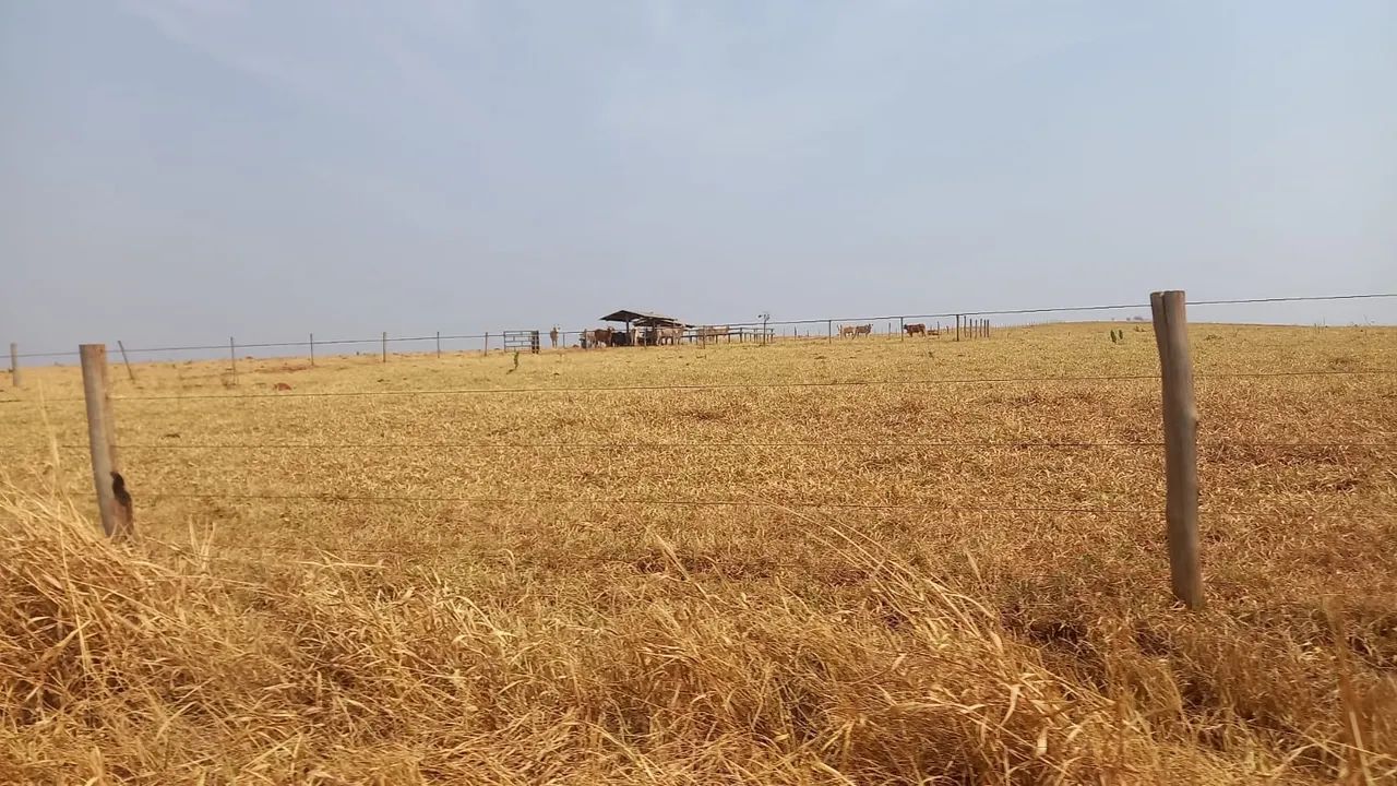 Fazenda próximo Uberlândia 1000 hectares 