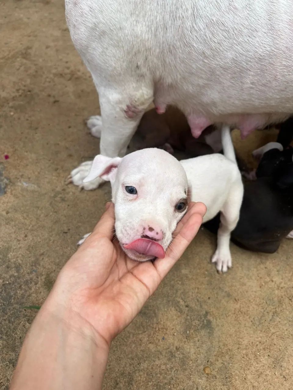 Filhotes de Pitbull com pedigree - Foto 3