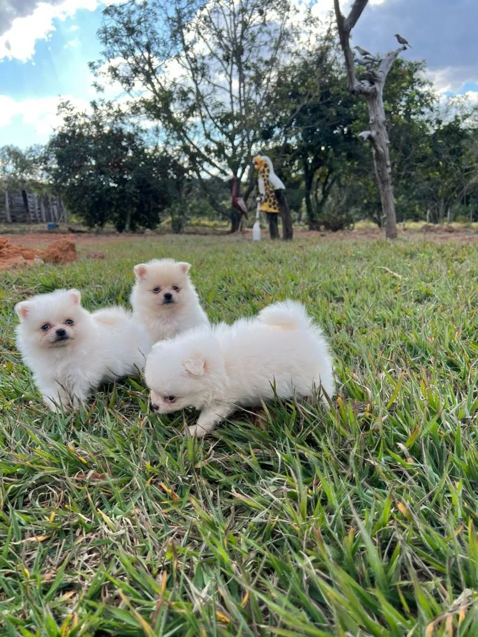 Filhotes de lulu da pomerania anão  - Foto 3
