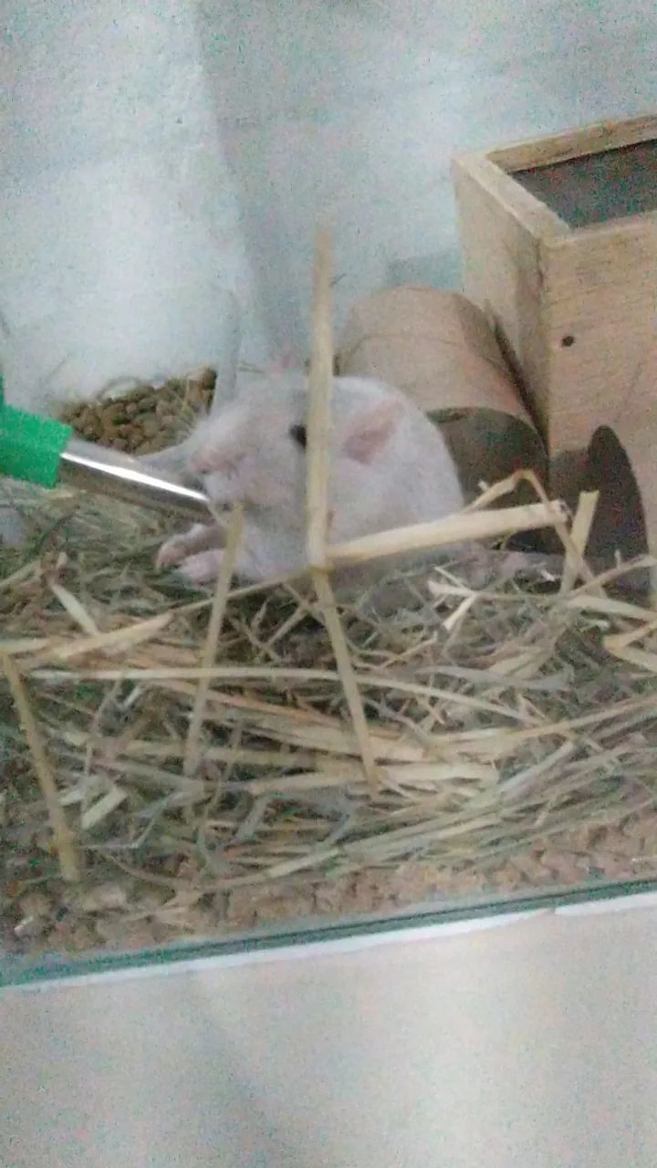 Dois gerbil irmãos - Foto 3