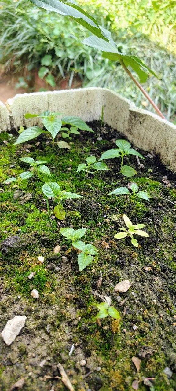 Mudas de Pimenta - Foto 2