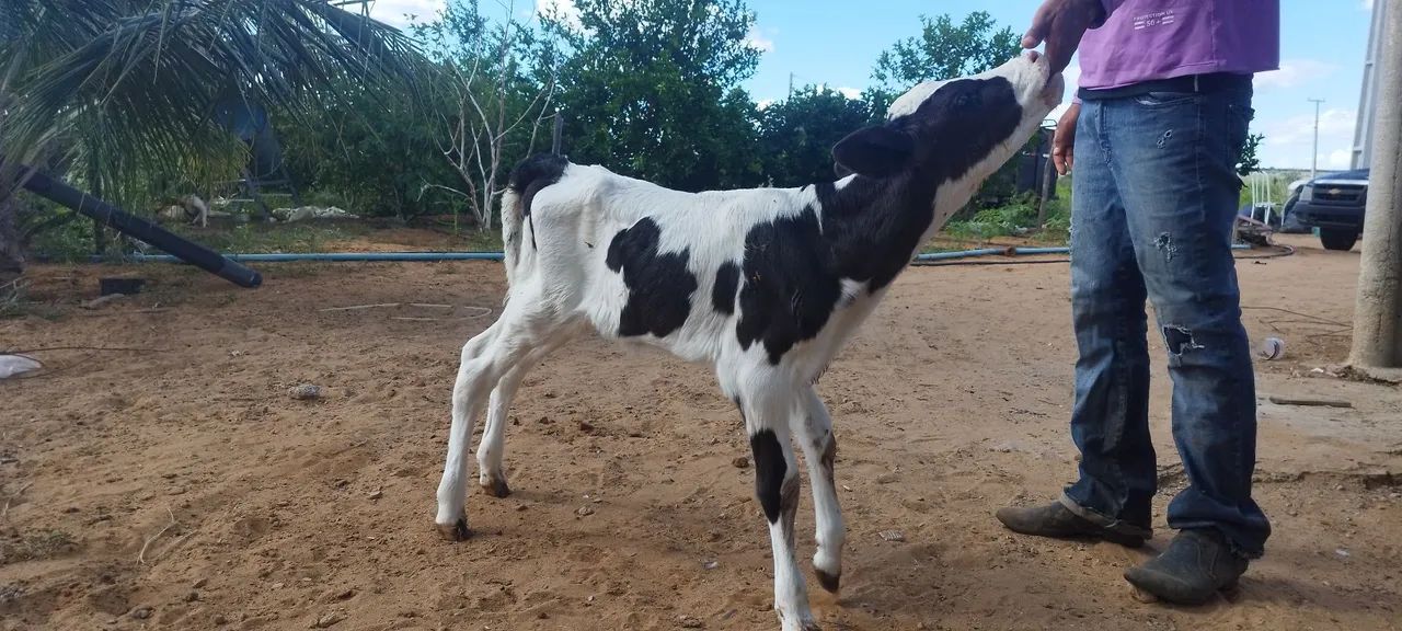 Bezerro de mamadeira  - Foto 4