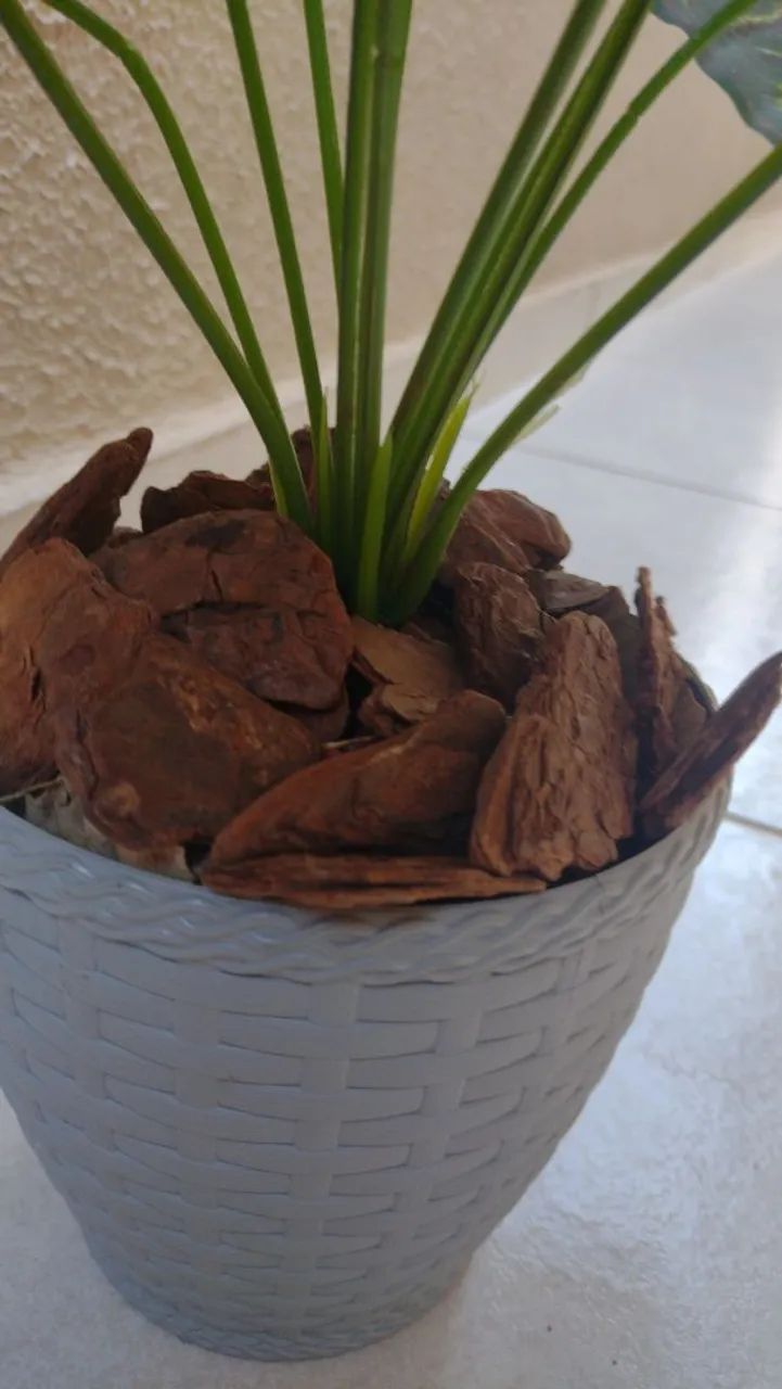 Planta Nova  - Foto 2