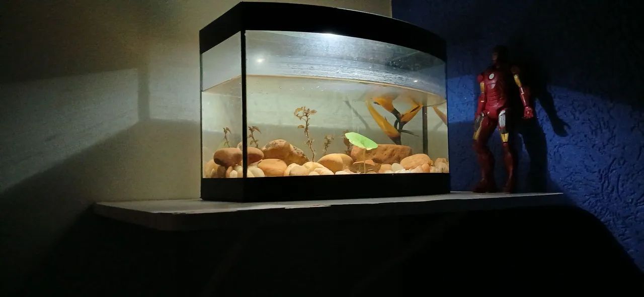 Aquário de 40 litros com plantas e pedras - Foto 2