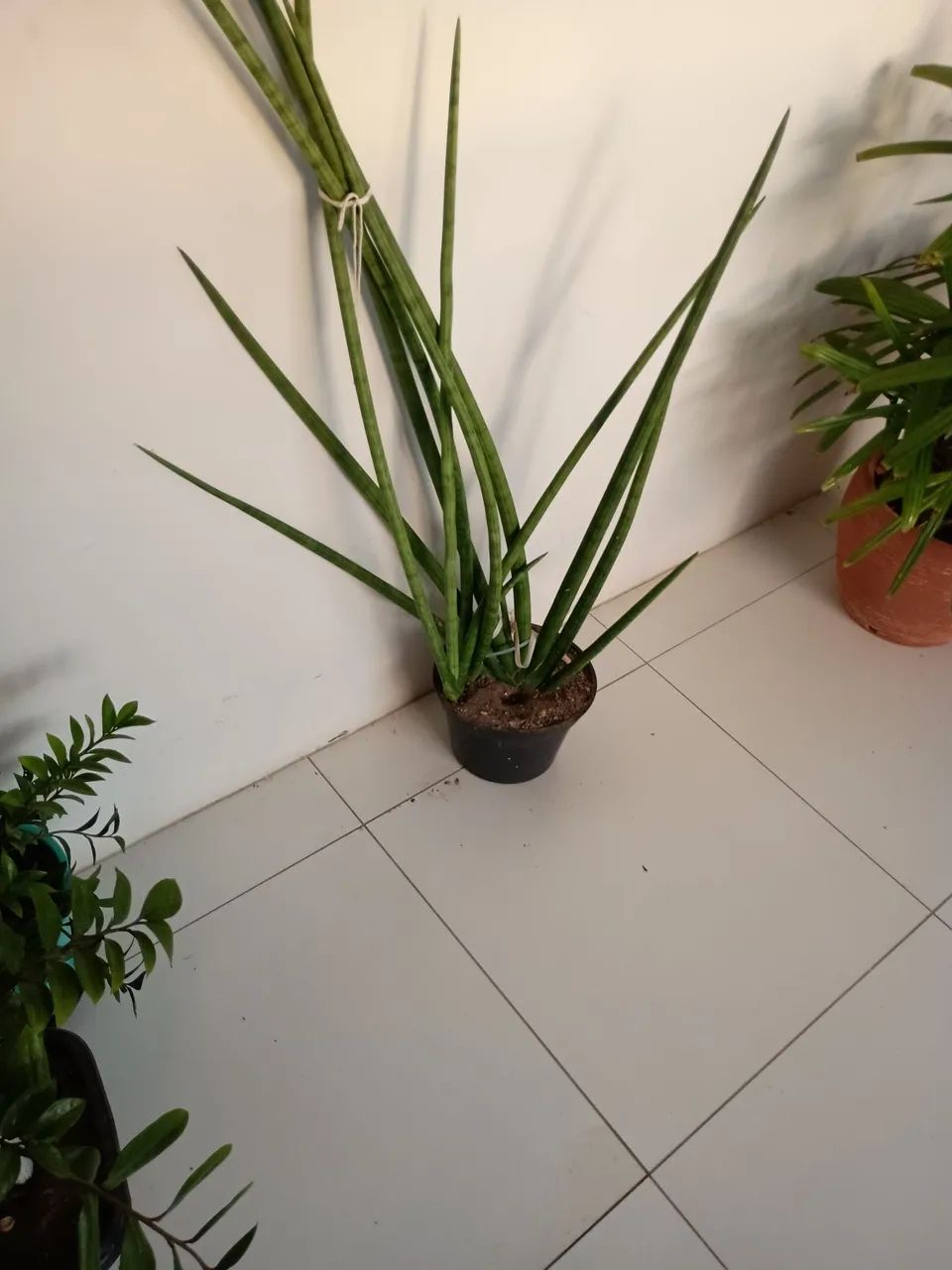 Vende se  oito planta  - Foto 2