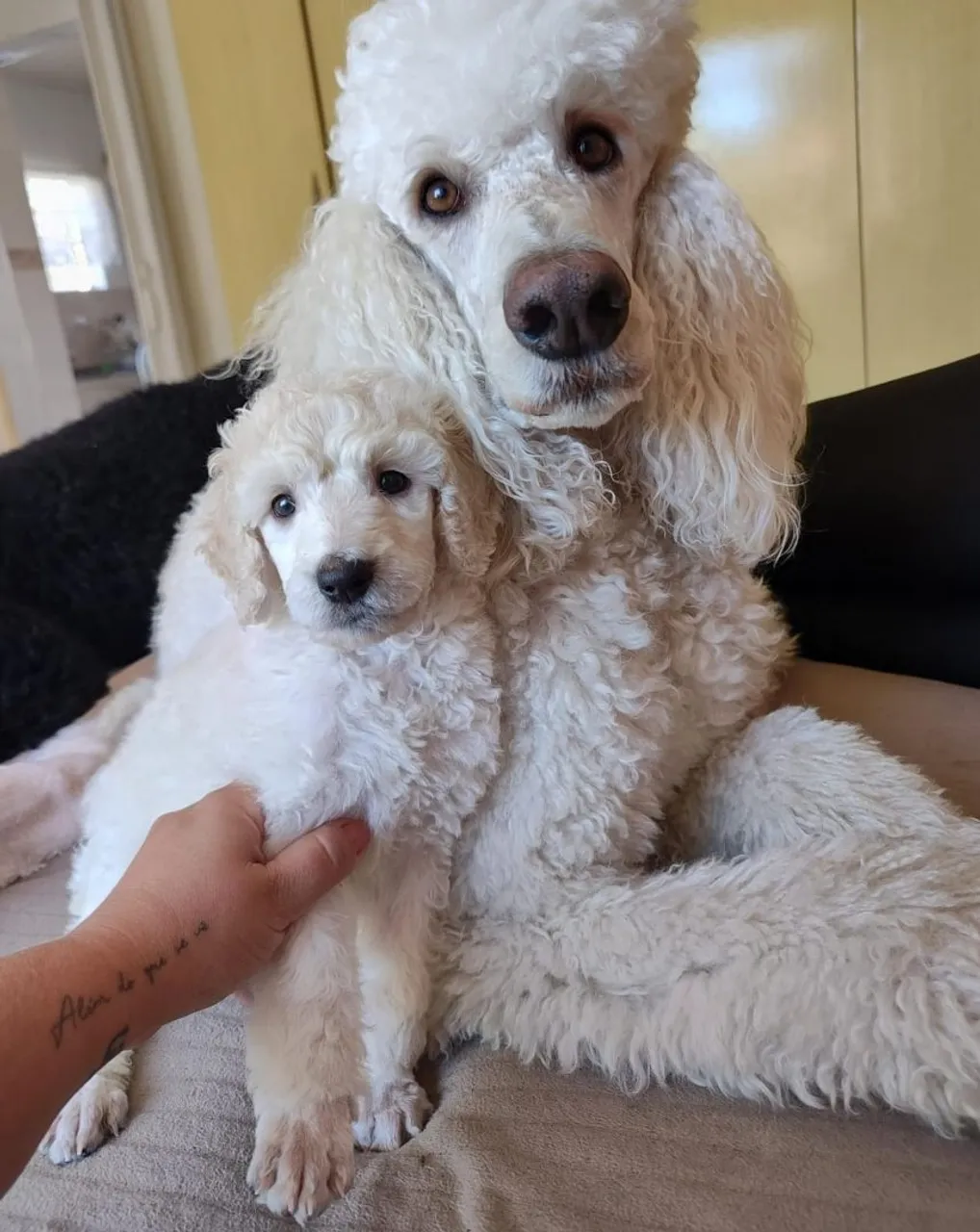 Filhote de Poodle gigante