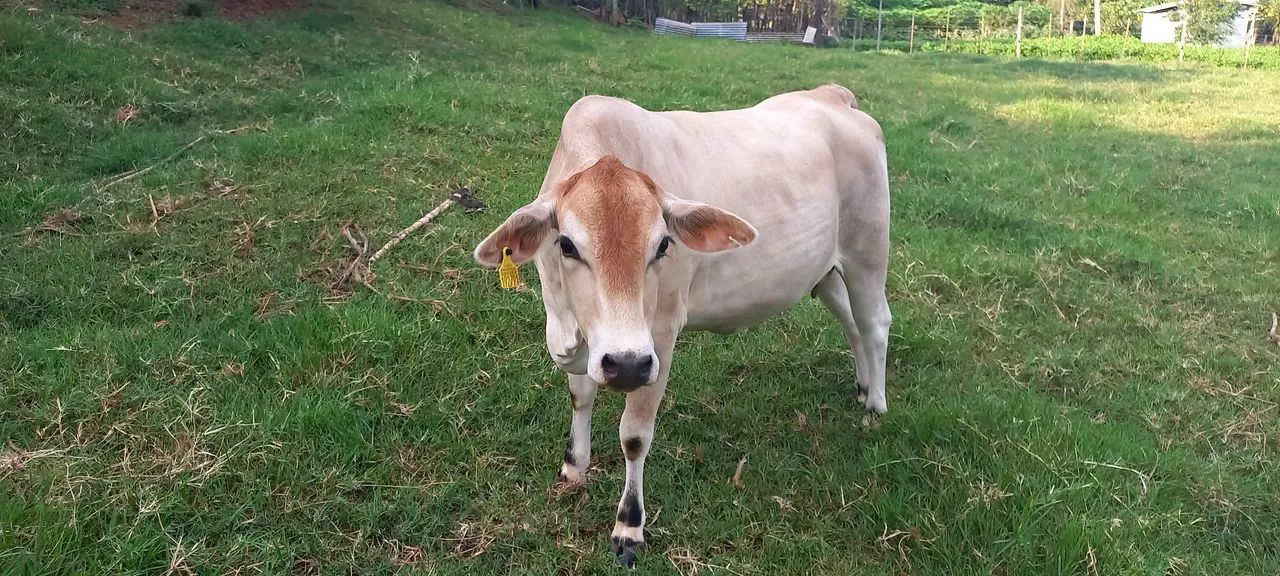 Vacas com cria REDFORT - Foto 3