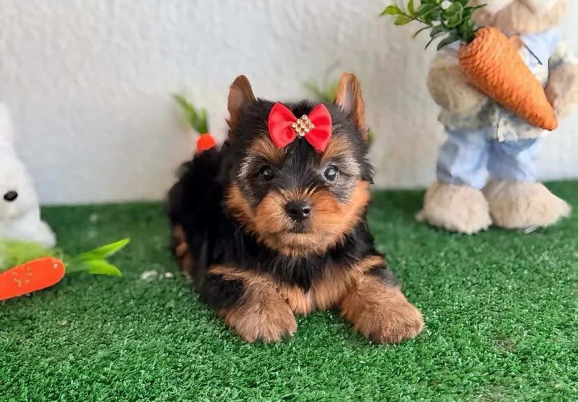 Yorkshire Terrier LINDOS - Qualidade e Pureza