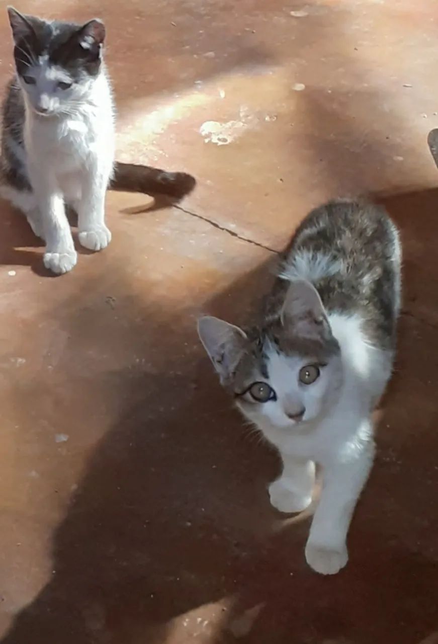 Doação de gatos! - Foto 3