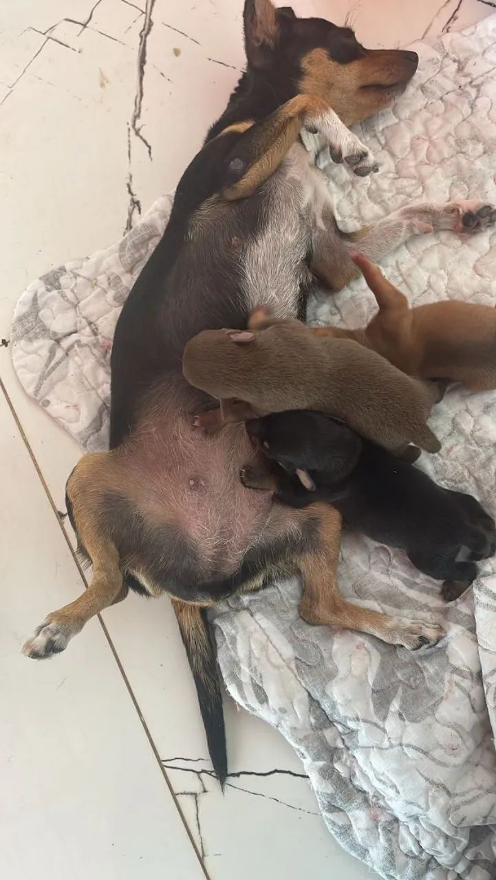 Lindos filhotes de Pinscher - Foto 3