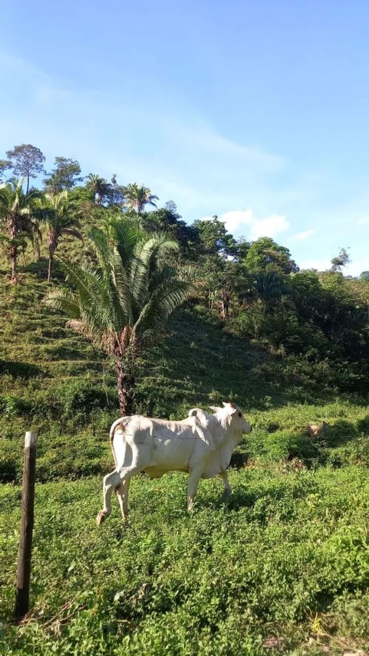 Fazenda DF/GO Planaltina  - Foto 2