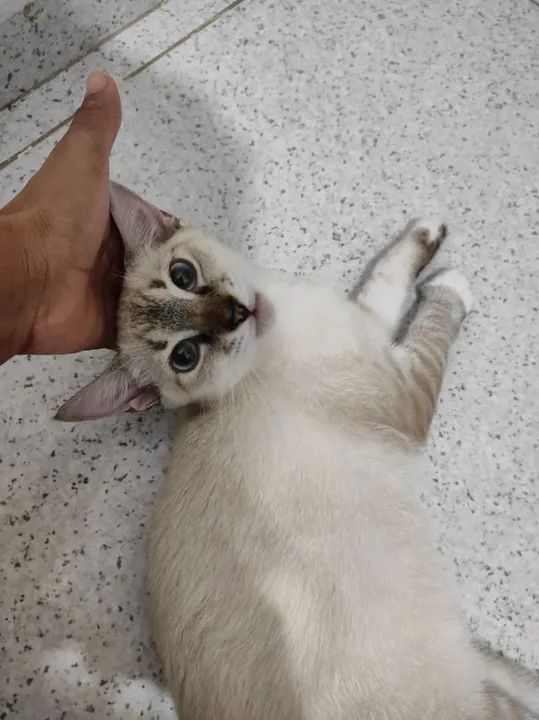 Gatinho macho super carinhoso 3 meses