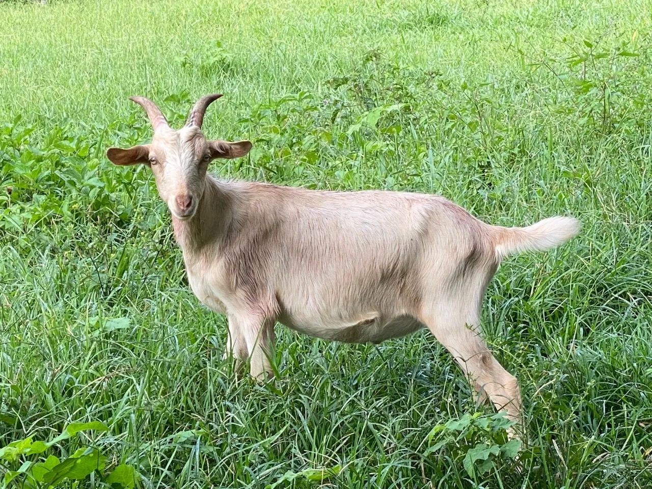 Cabrito castrado e ovelha para abate