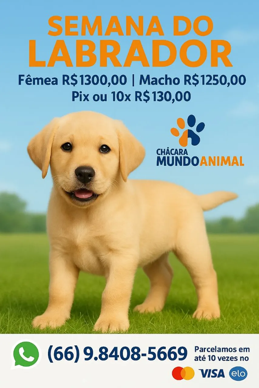 Filhotes Labrador - Mundo Animal