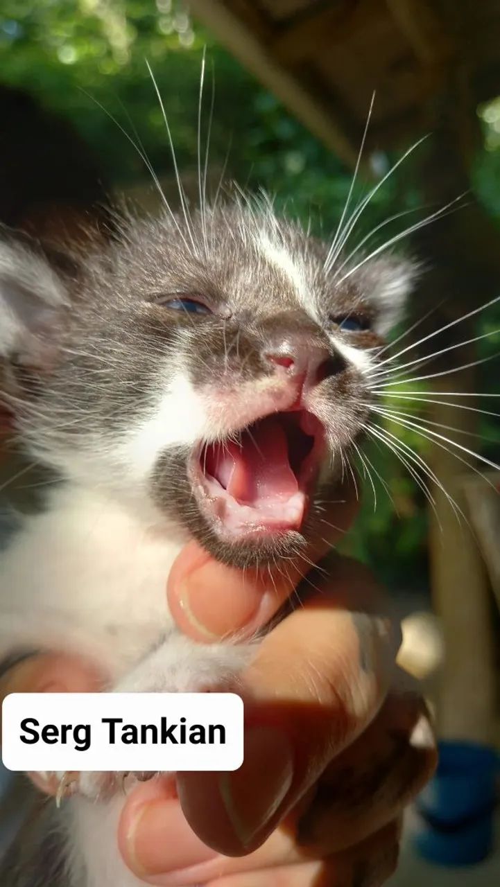 Gatinho Branco e Preto - Adote Já! - Foto 4