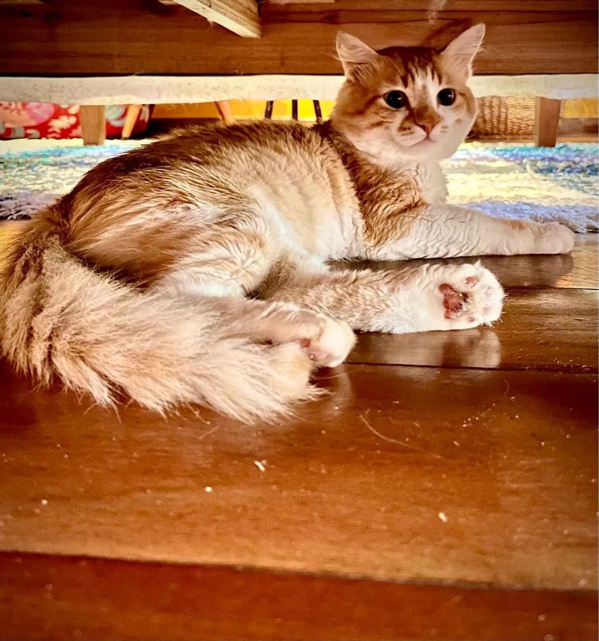 Gato maravilhoso para adoção  - Foto 4