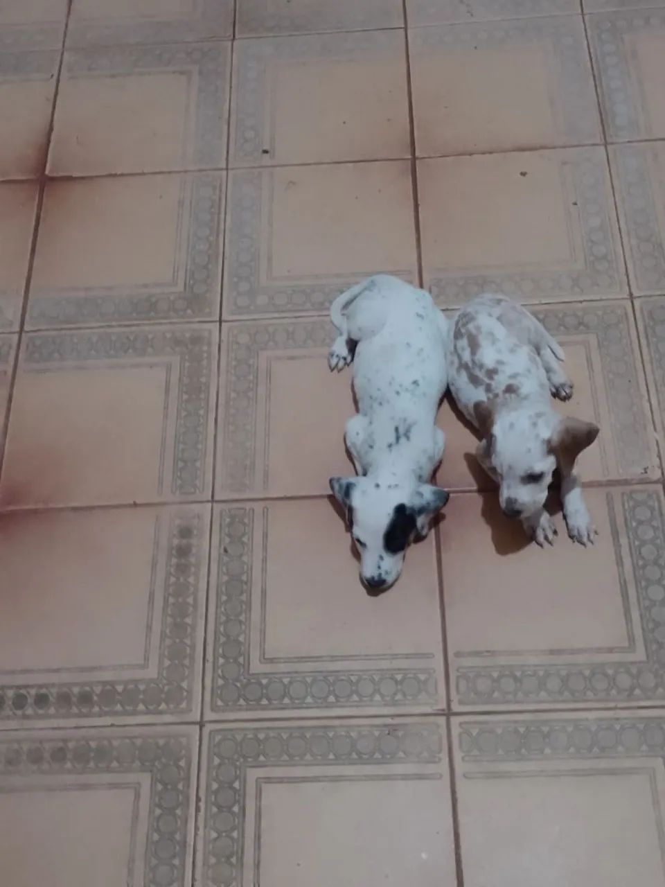 Dois filhotes de cachorro - Foto 4