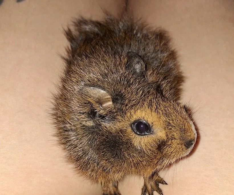 Porquinhos da índia + cercado e acessórios - Foto 5