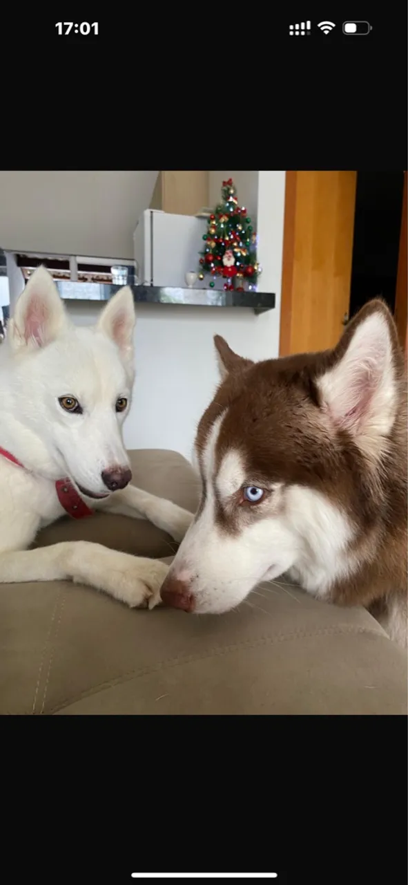 Husky siberiano