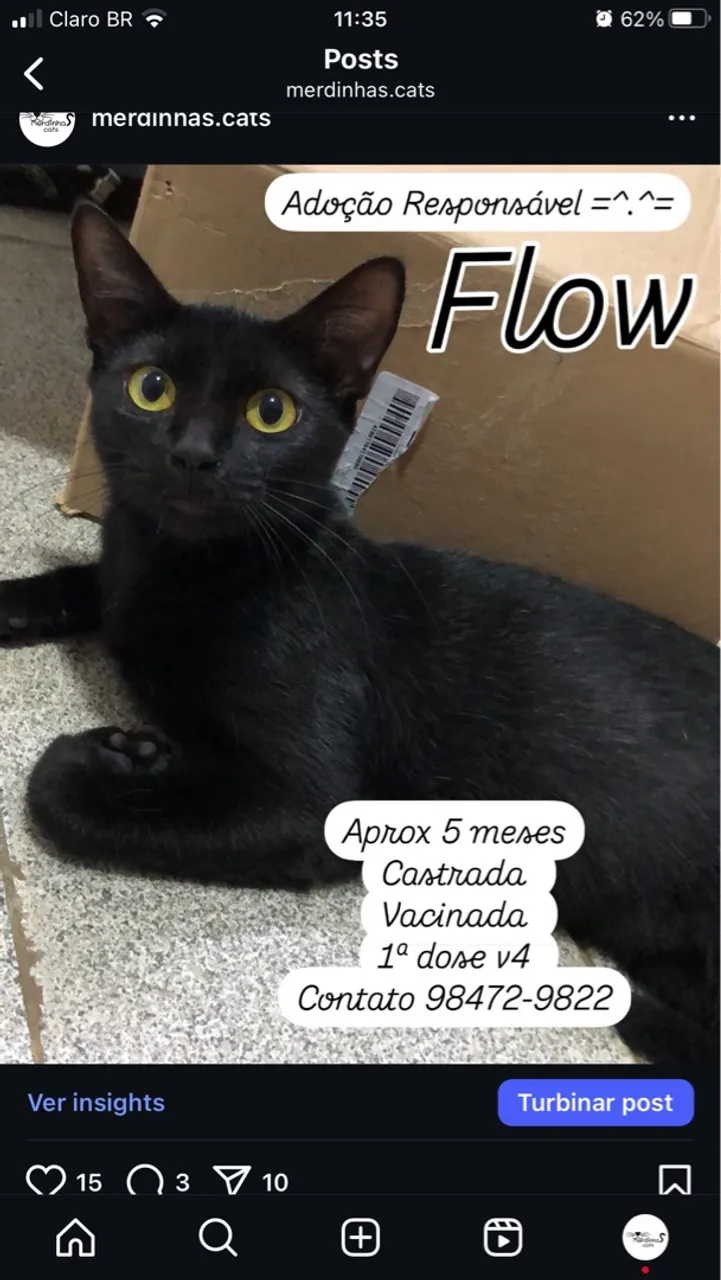 Gatinha Flow para Adoção Responsável