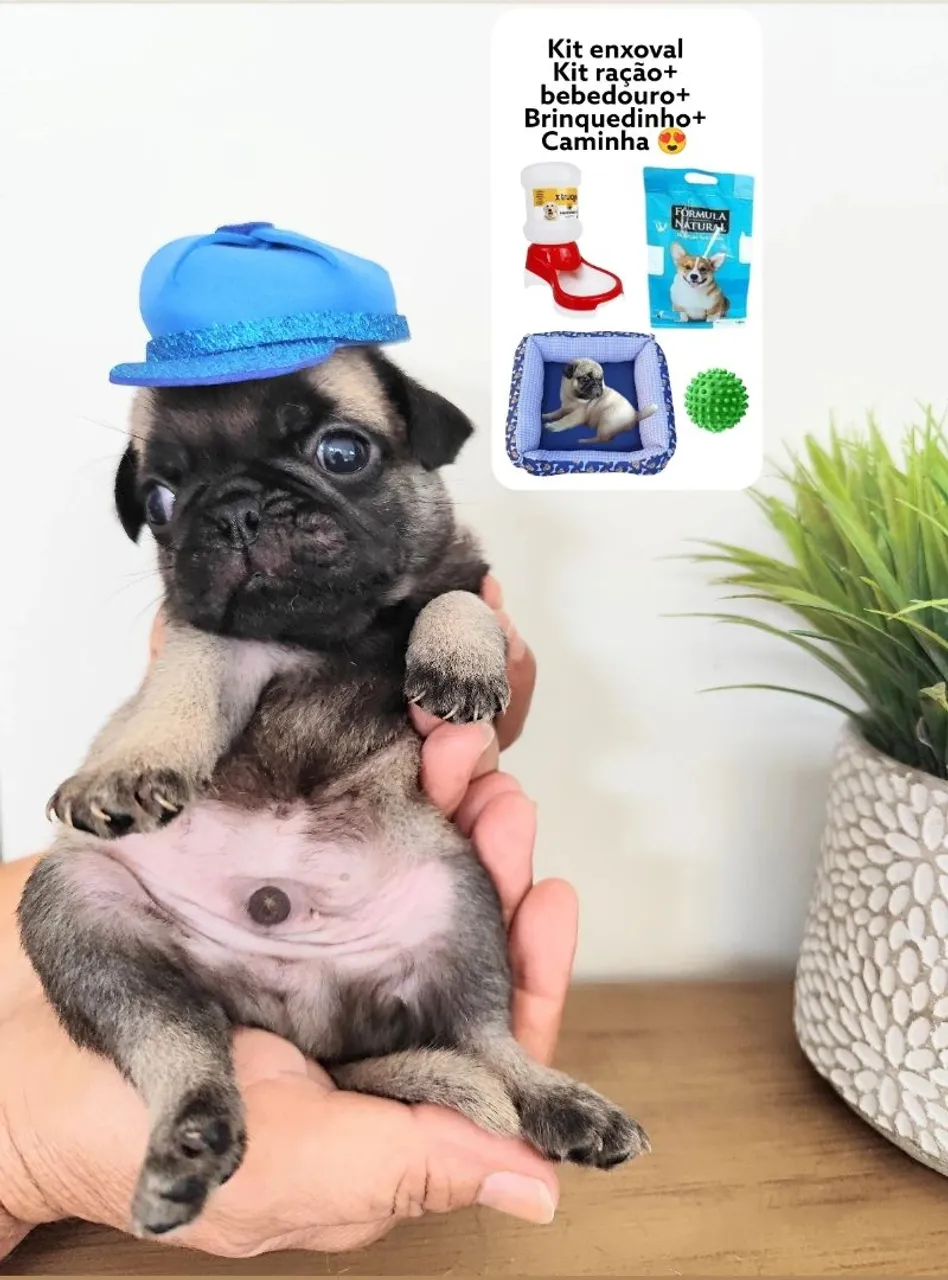 Pug filhote 