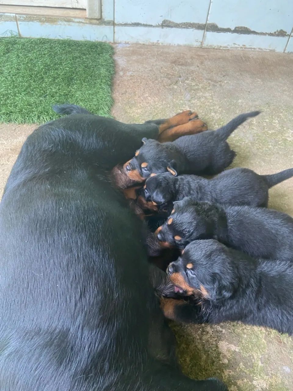 Filhotes Rottweiler disponíveis  - Foto 4