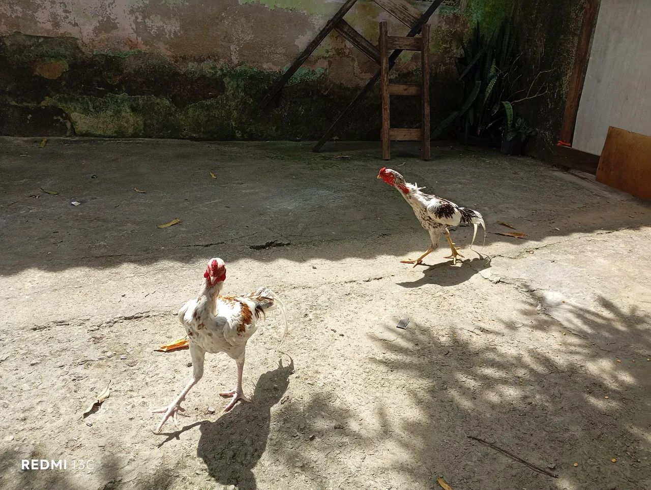 2 frangão e 1 franga china pura