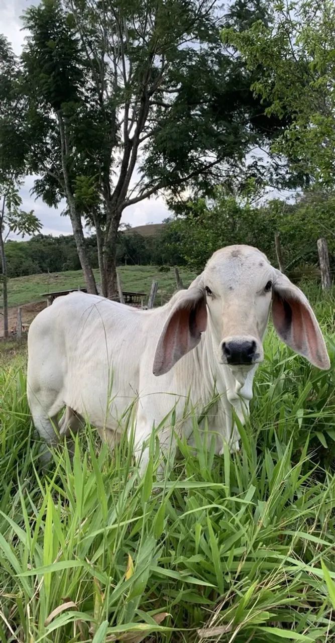 Gado Nelore  - Foto 3