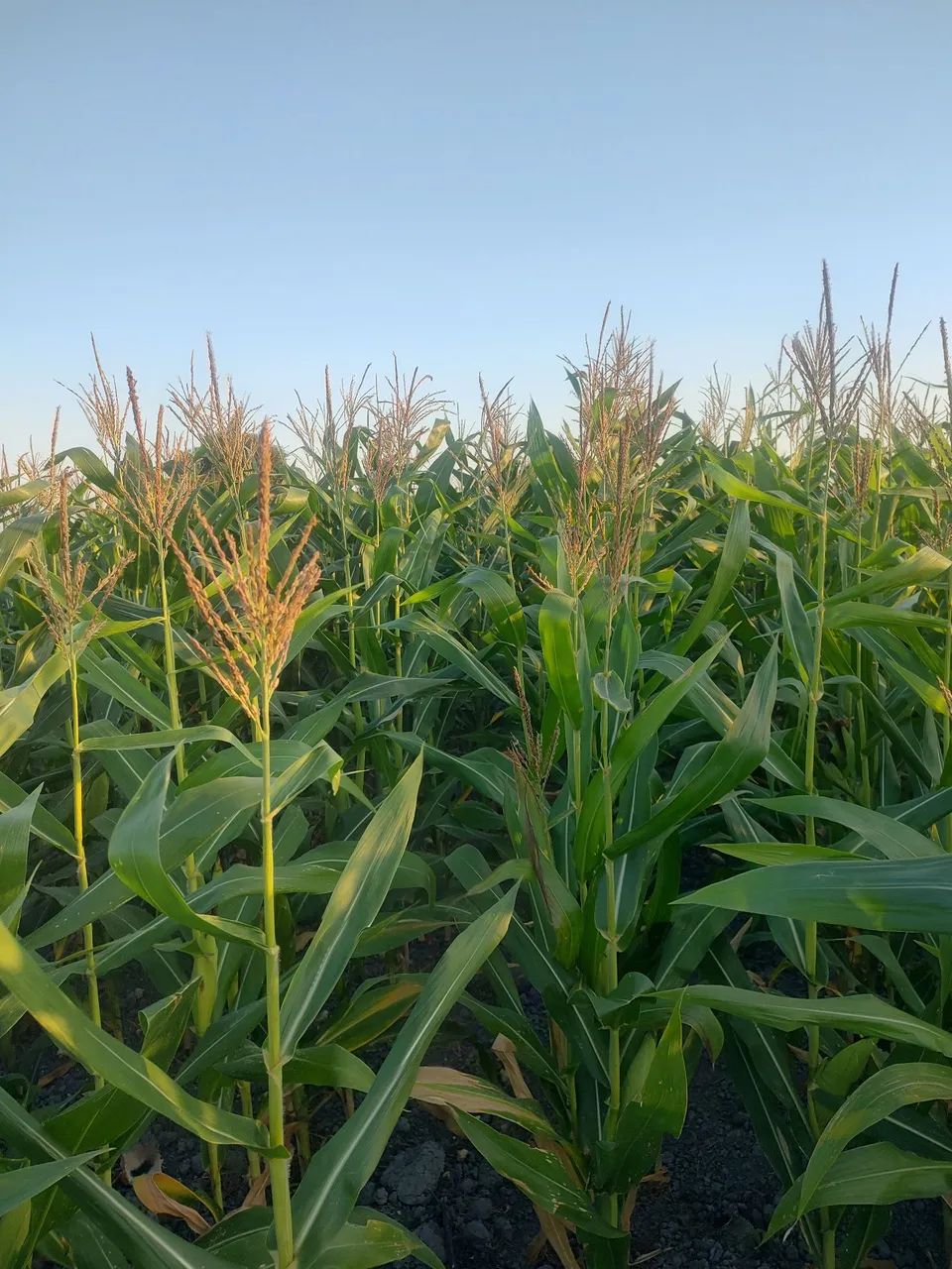 Milho verde  - Foto 2