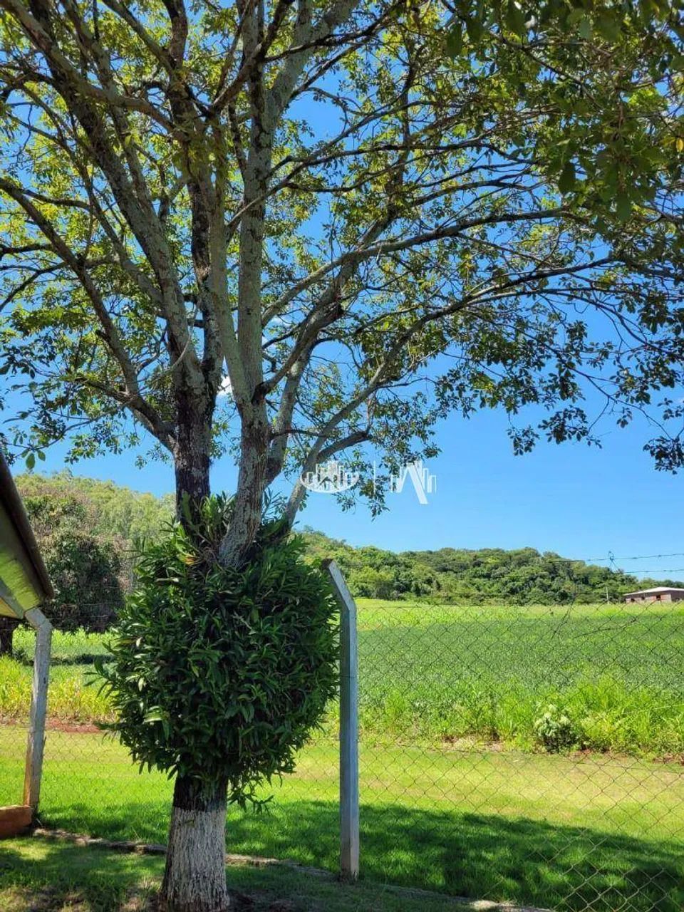 Sítio à venda, 48000 m² por R$ 1.400.000,00 - Zona Rural - Londrina/PR - Foto 12