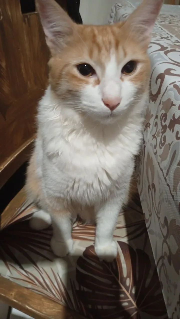 Gato Lindo para Adoção - Foto 4