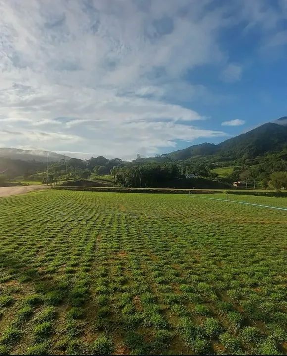 Grama de qualidade!! Esmeralda ou São Carlos. - Foto 5