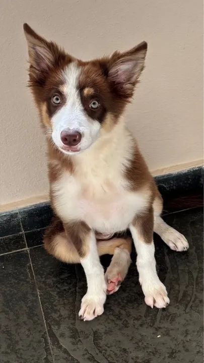 Border Collie Filhote - 4 Meses