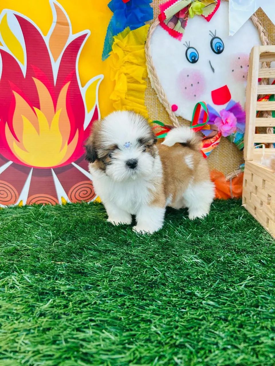 FILHOTES DA RAÇA SHIH TZU  - Foto 3