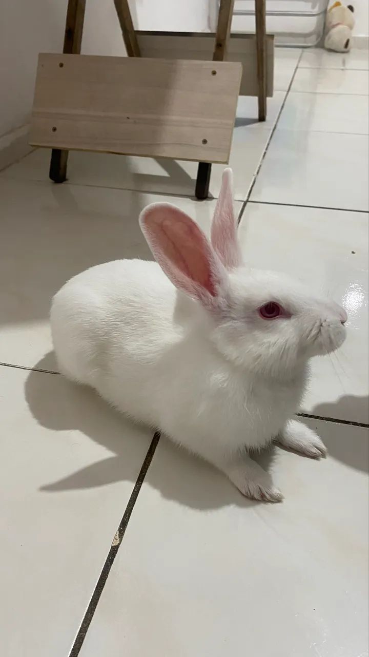 Doação de coelho  - Foto 5