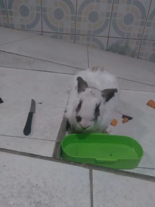 Coelhinho branco e preto fofinho para vender