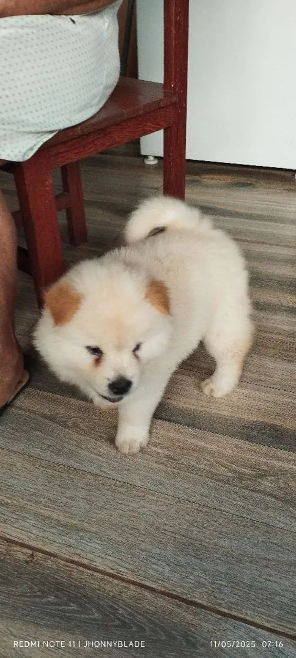 Cachorro Chow-Chow - Foto 2