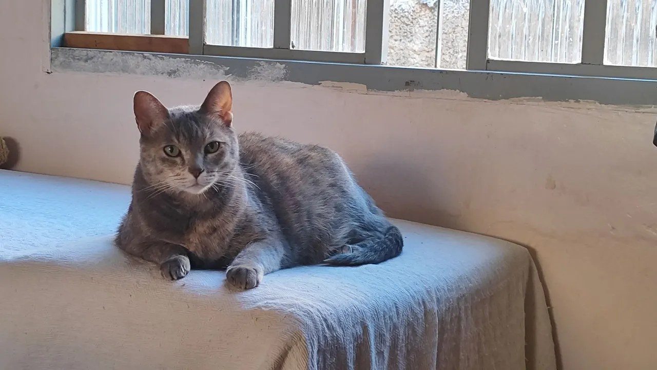 Safira precisa de um lar.