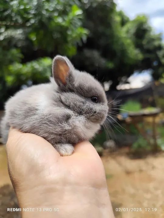 Coelho Netherland  - Foto 2