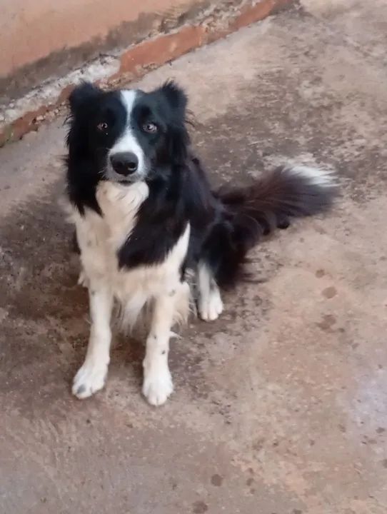 Fêmea border Collie  - Foto 5