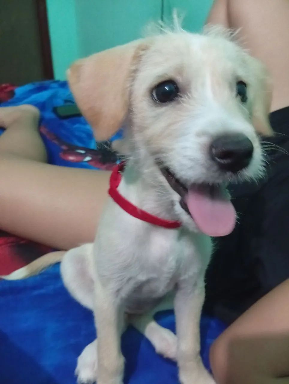 Doação cachorrinha 